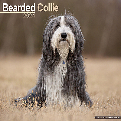 Bearded Collie Calendar 2024 (Square)